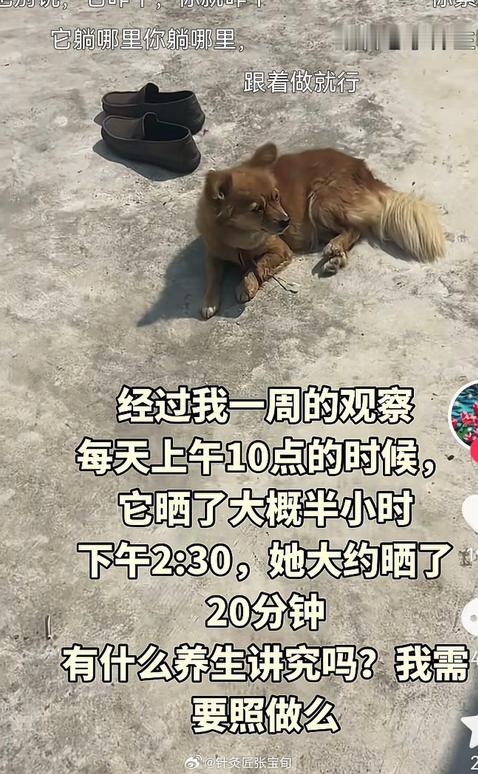道法自然就是说人话，有的时候像动物学习染养生，比如说三伏天内这个狗去晒...