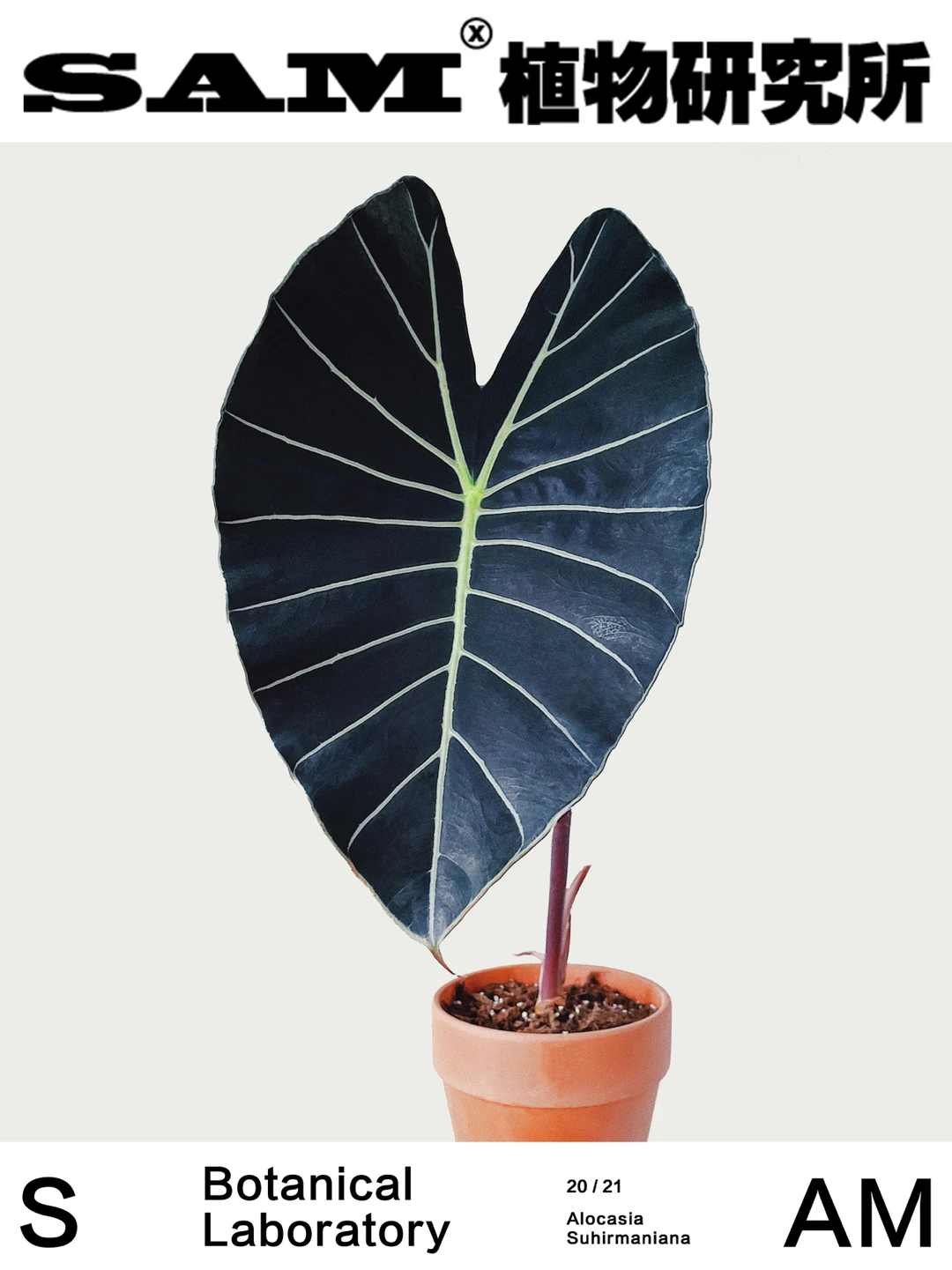 苏拉威西海芋｜Alocasia Suhirmaniana