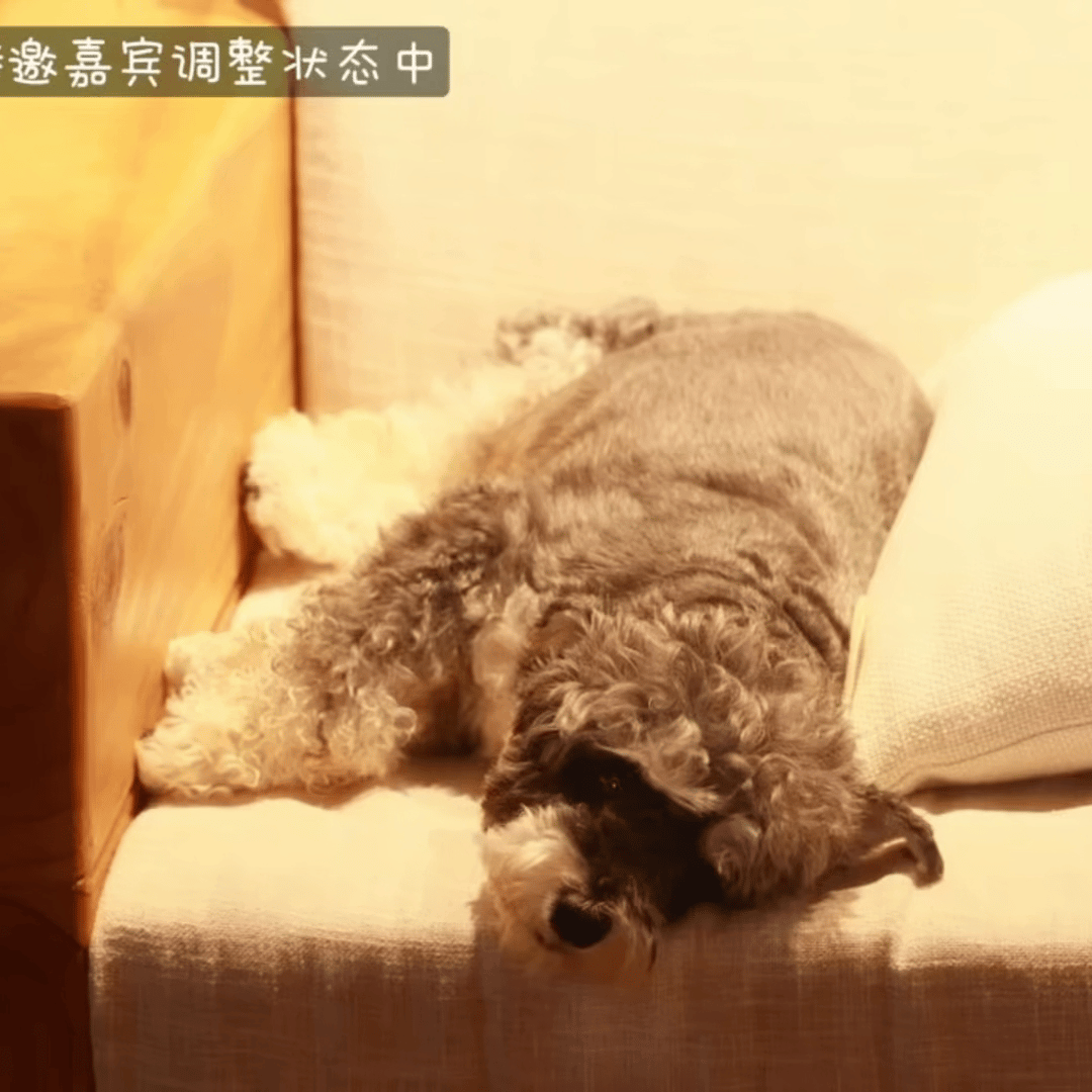 ｜摩登兄弟 懒羊羊瘫在沙发上乖乖的小模样 心都被小狗萌化啦 她 来我的...