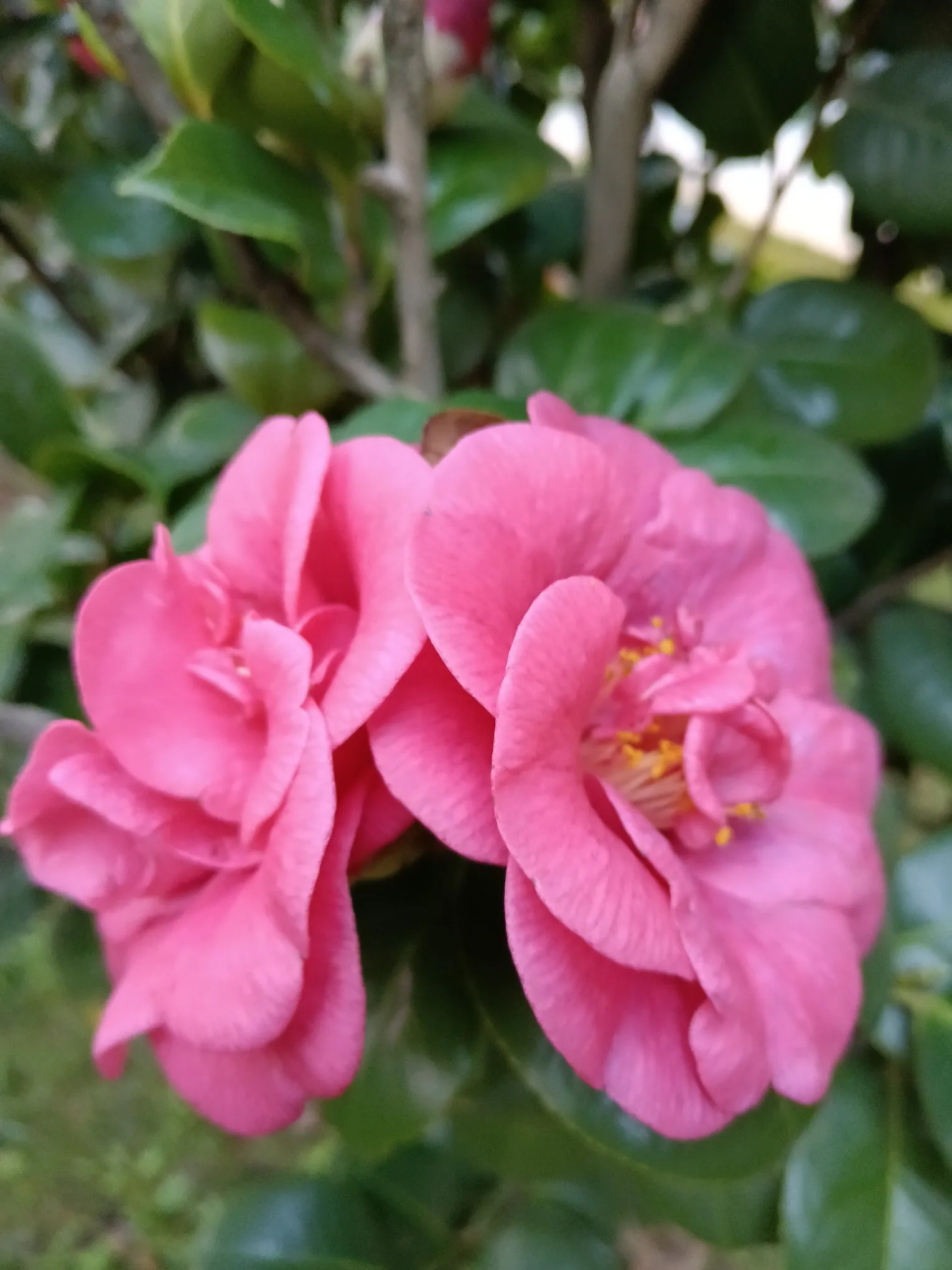 给对方台阶下，维护双方自尊心，利于情感修复。[大笑][大笑][玫瑰]亲...