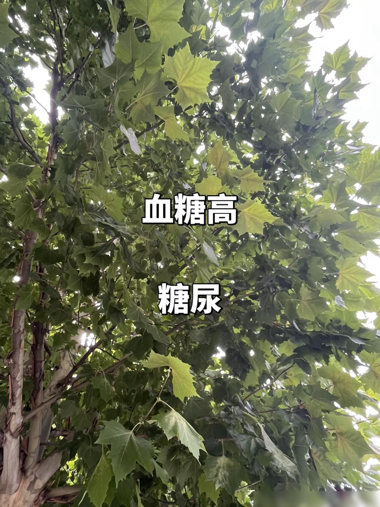 替补打了23分钟，正负值+17，直接把全队扛在肩上。
李月汝这场球，数据栏填满了：10分10板1断1帽。但最狠的不是两双，是她在场时球队净胜17分，全队最高。
要知道，这赛季她场均也就10分钟出头，拿个3分3板。之前有段时间更惨，9场比赛命中率跌到17.6%，几乎掉出轮换。
换别人，心态早崩了