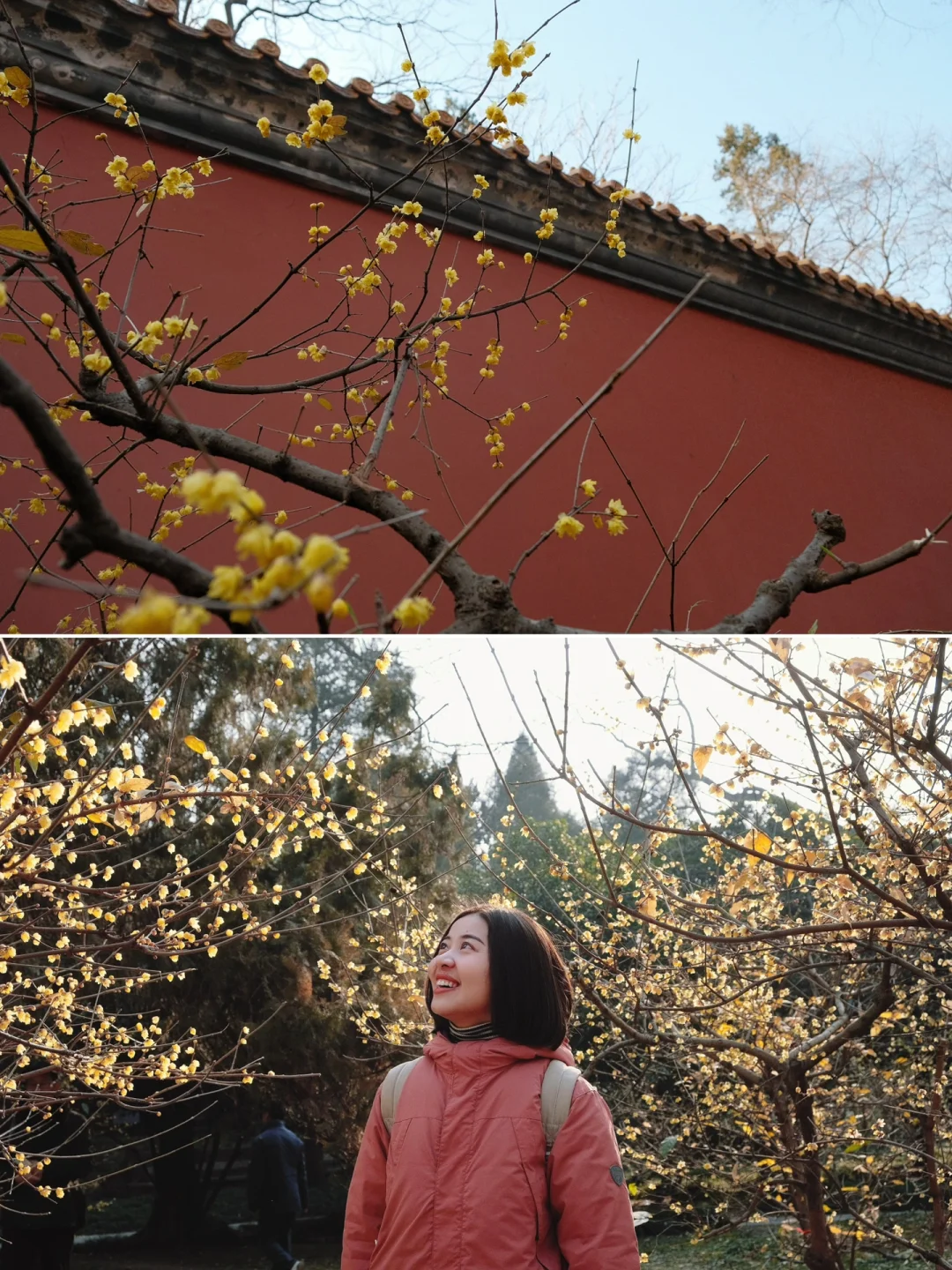 南京明孝陵腊梅开啦（3刷攻略➕2条游玩线路）