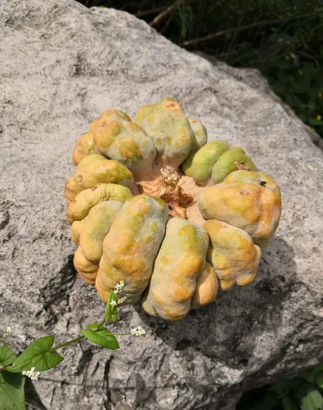 分享你见过的最奇形怪状的南瓜