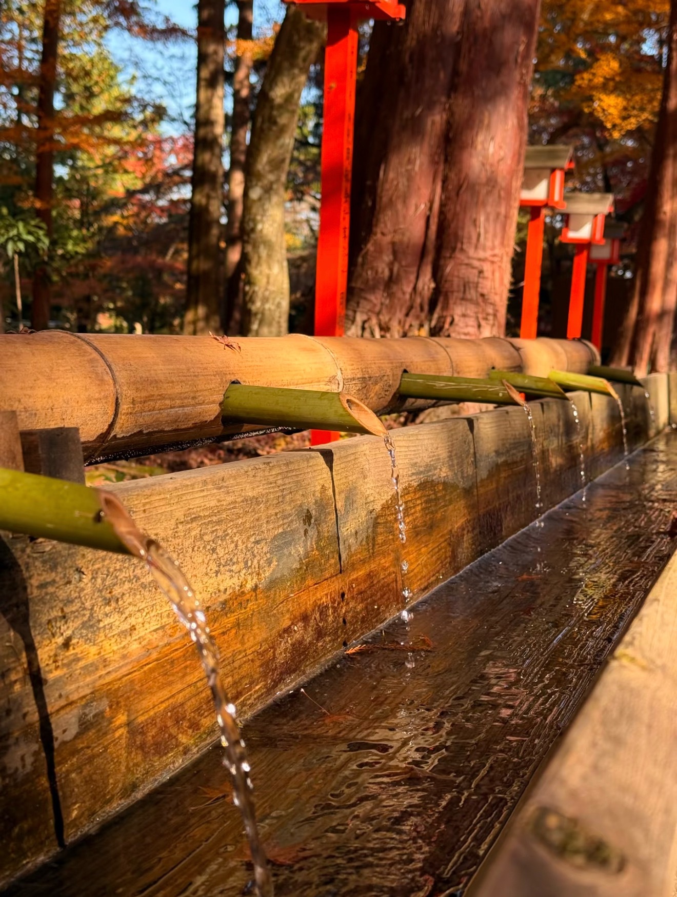 丁酉月运（阳历9.7白露—10.7）🍂丙丁火本月各方面运势都较为平稳，身弱者有天干丁火相助，身强者有地支酉金泄身生财，无论事业还是财运方面都算是一个稳定过渡的月份。身强丙丁火本月财运不错，部分人有偏财运，升职加薪机会出现，但需注意流年火旺，加上本月天干丁火影响，这个月破财也是比较厉害的，生活开销会明显增加，部分人容易有大手大脚的行为，日常出行需防物品丢失，损坏，被盗，防网络诈骗。身弱丙丁火，本月事业和财运方面都中规中矩，宜求稳，不宜求变动，有签约，对接，合作等方面安排的话，本月要多留意细节，慎重考虑后再做决定。感情方面，单身丙丁火男，桃花运很旺，部分人容易遇到心仪异性，或有确定恋爱关系的机会。单身丙丁火女生，感情运势平平，本月或有露水姻缘，暧昧缘分出现。有另一半的丙丁火男女，本月感情运势稳定，虽偶有争吵，但问题不大。部分人则小心会因为钱财问题和配偶爆发激烈争吵。健康方面，本月关注皮肤，咽喉，口腔，牙齿，呼吸道，预防口腔溃疡，牙龈红肿，上火，咽喉肿痛，扁桃体发炎，慢性咽炎，皮肤炎症...