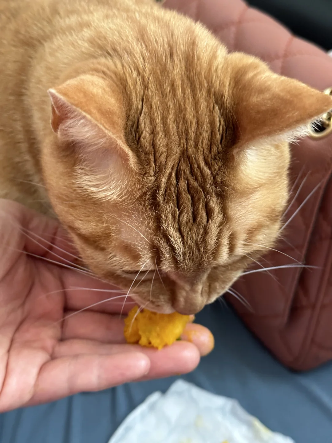 爱吃贝贝南瓜的🐱猫你见过没有