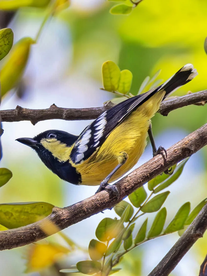 “优雅”的代名词！黑金礼服的森林Mini超模