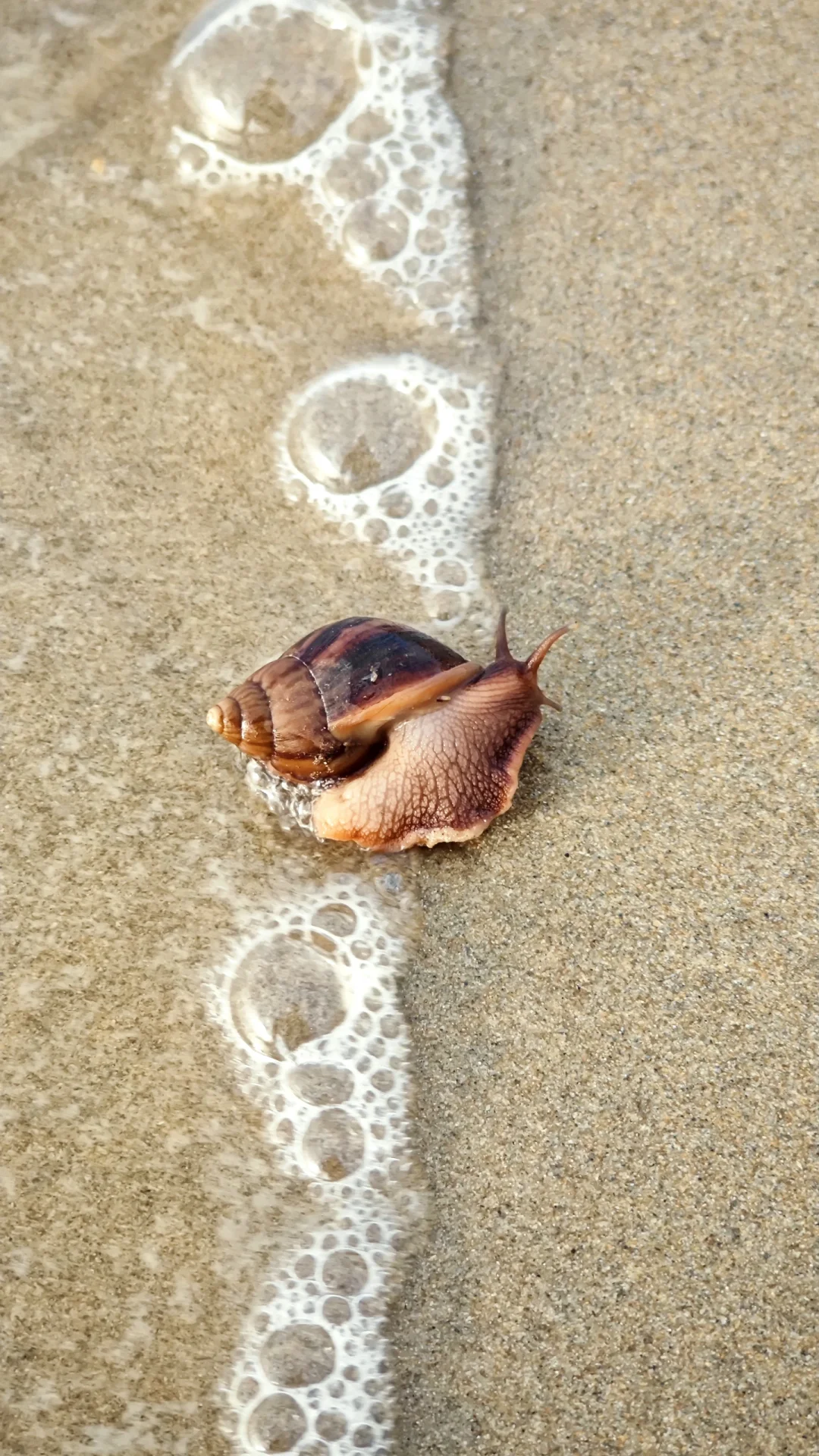 找到一个好朋友🐌