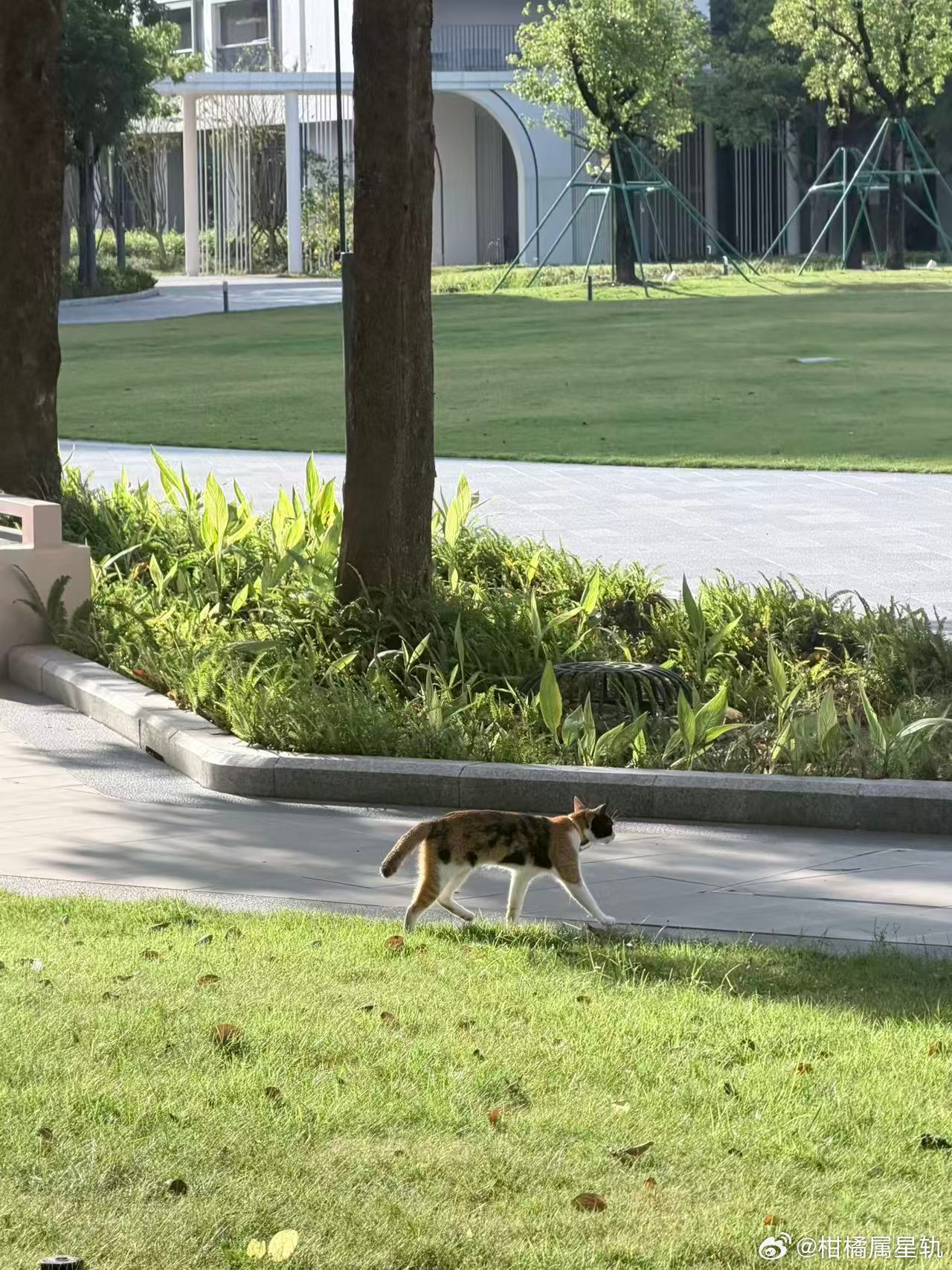 刚下课的大学生宝宝，拍的校园里悠闲惬意的小猫🐈
他们有个社团，专门护猫，给绝育、驱虫、投喂、各处安置猫窝啥的。
一次，有个同学在校园墙发小猫可爱，说喂了火腿肠。立马有那个社团成员追评，谢谢同学，但是不要喂火腿肠，我们都有专门投喂的，还是谢谢爱心啦[心]
孩子们有爱，也挺专业的，绝育 ​