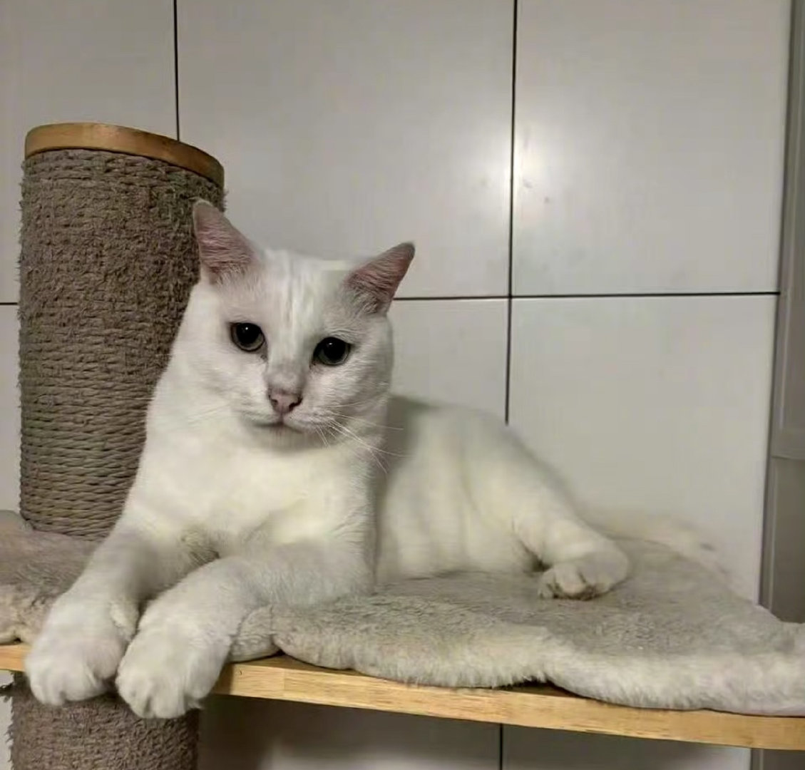 #孙俪收养的流浪猫去世#
同为家里有猫宝宝的人🥺 我真的看不了这段文字 真的眼泪直接掉下来了[捂嘴哭][捂嘴哭] 孙俪姐姐不要难过了 它会在喵星球一直想你的！！ ​