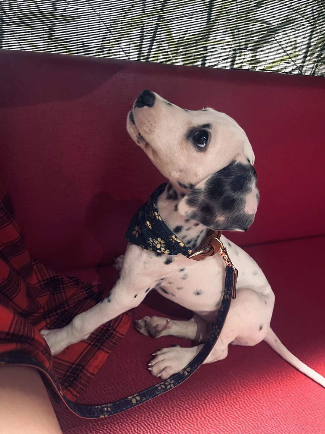 家有猛犬一枚