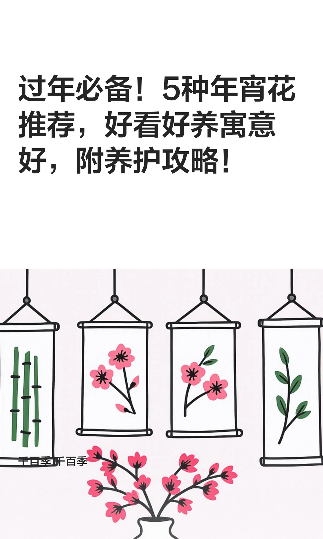 过年必备！5种年宵花推荐，好看好养寓意好