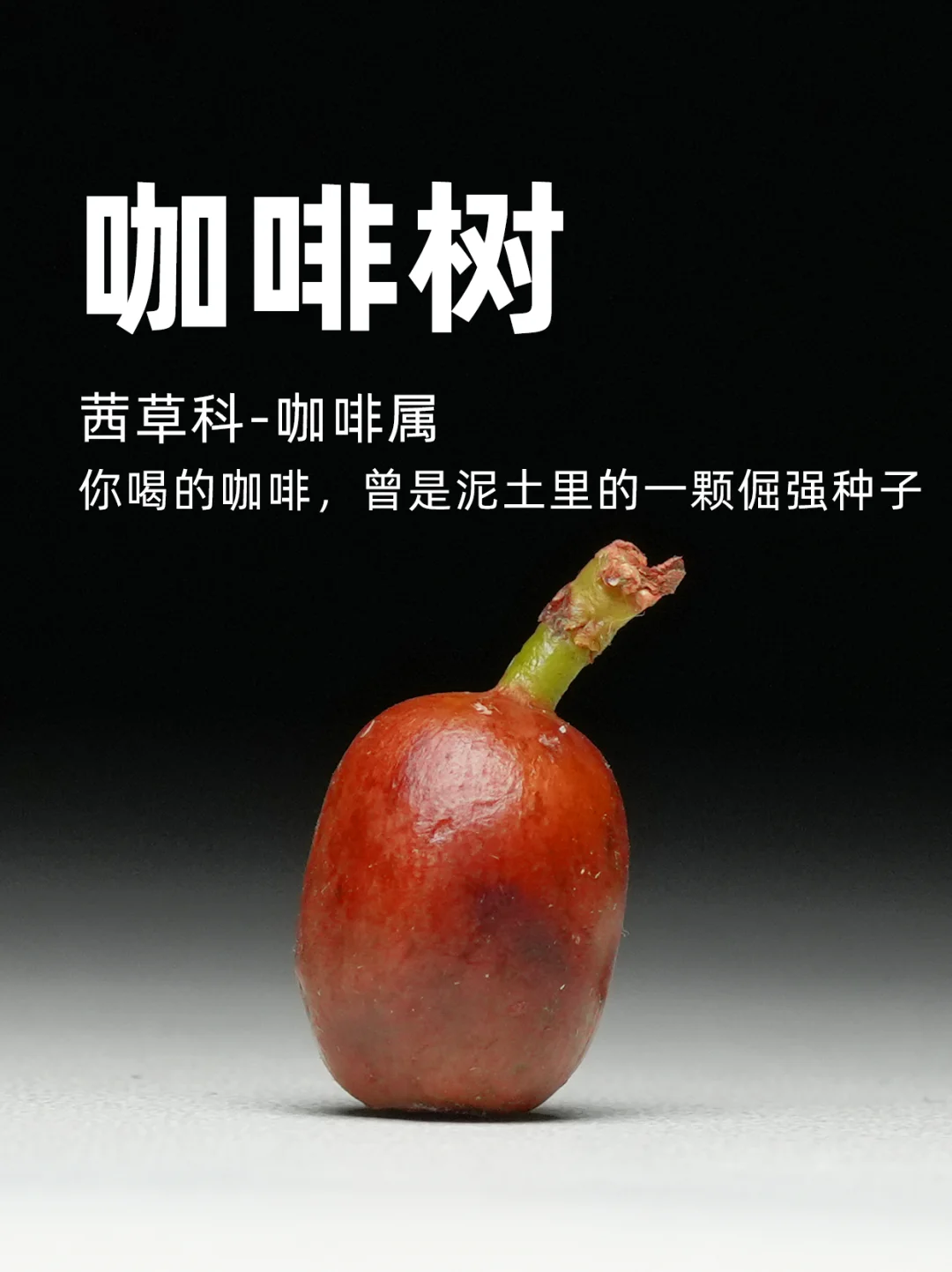 你喝的咖啡，曾是泥土里的一颗倔强种子