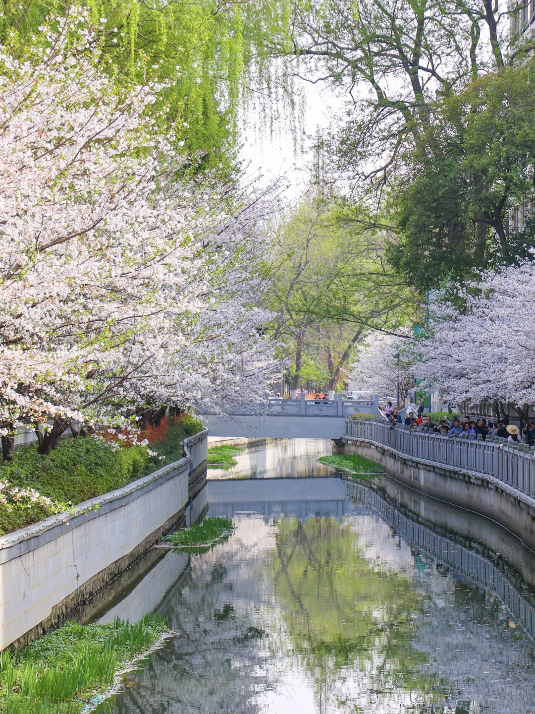 2026.3.23 | 南京珍珠河樱花已经杀疯了！！！！