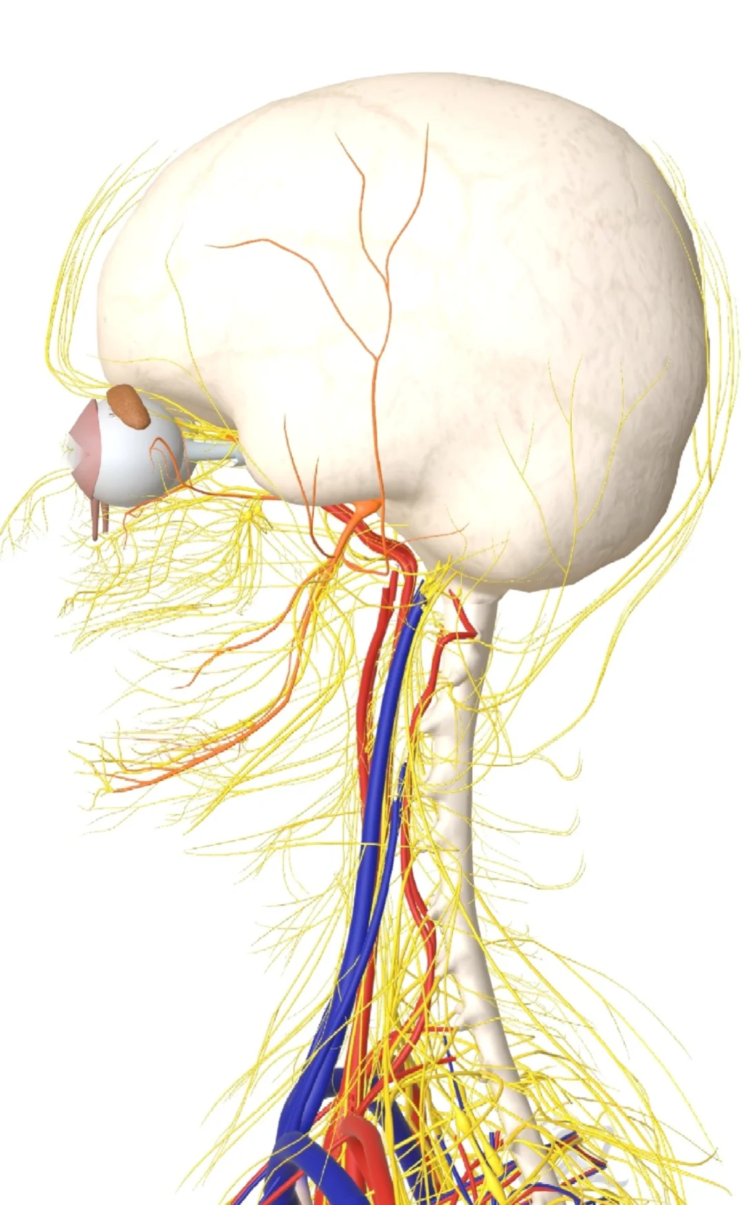 补充偏头痛 偏头疼的产生因素有很多，有内脏因素、肌骨系统因素、化学因素、情绪、能