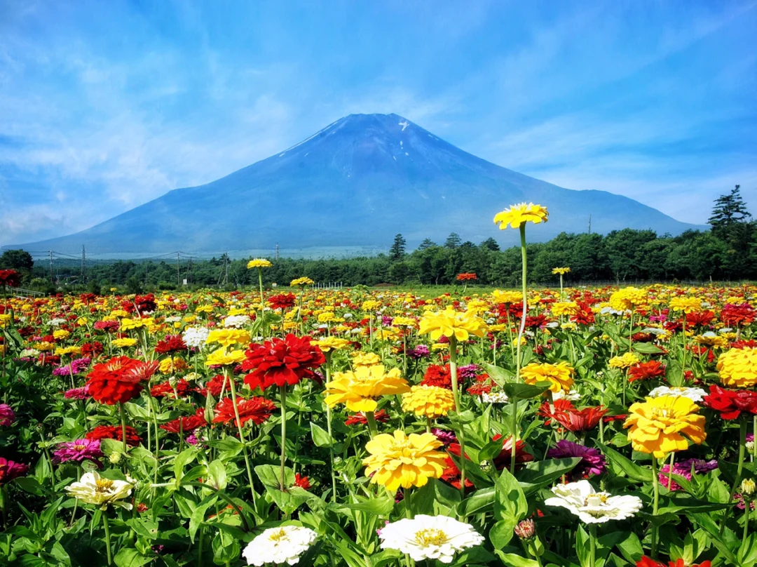 🇯🇵日本东京周边小众游|距离富士山最近的湖—山中湖🌷🌻花之都公园