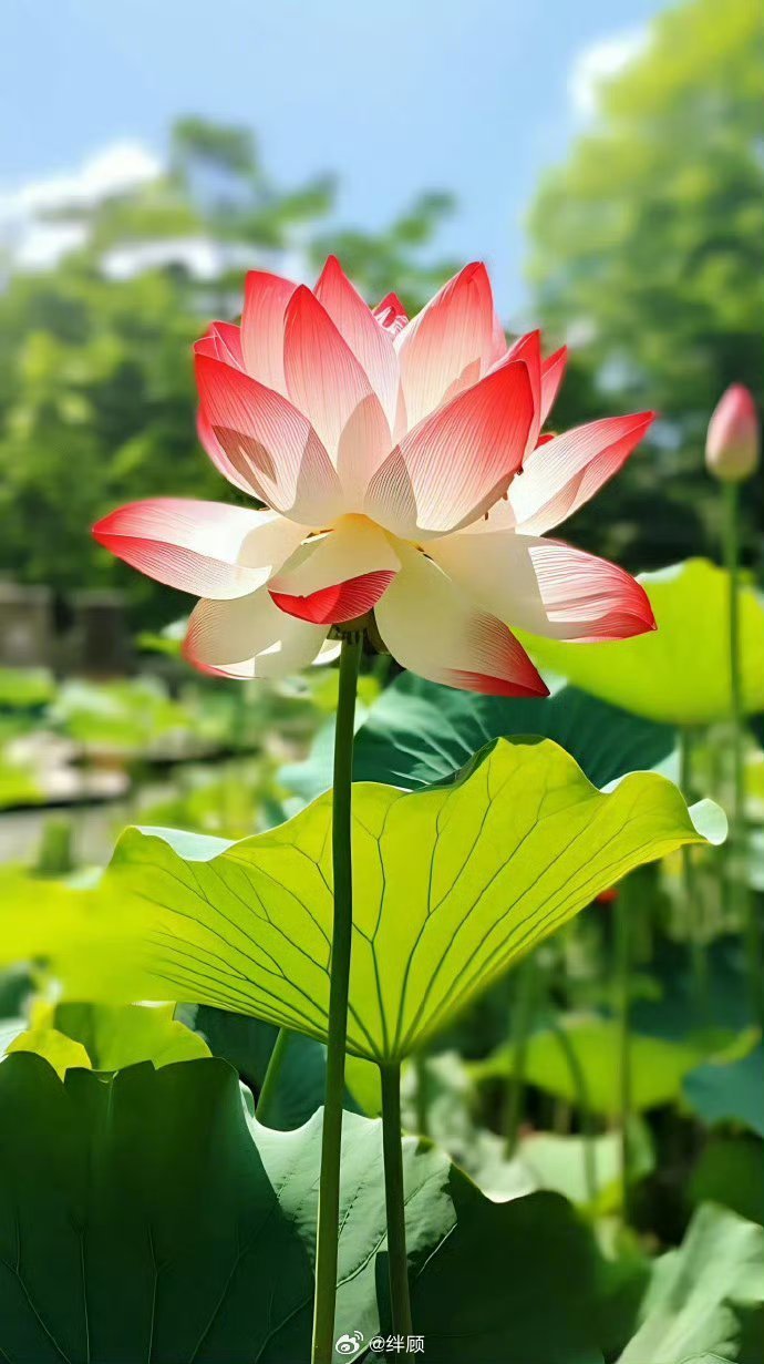 2026好运莲莲，生活甜甜。 ​​​
