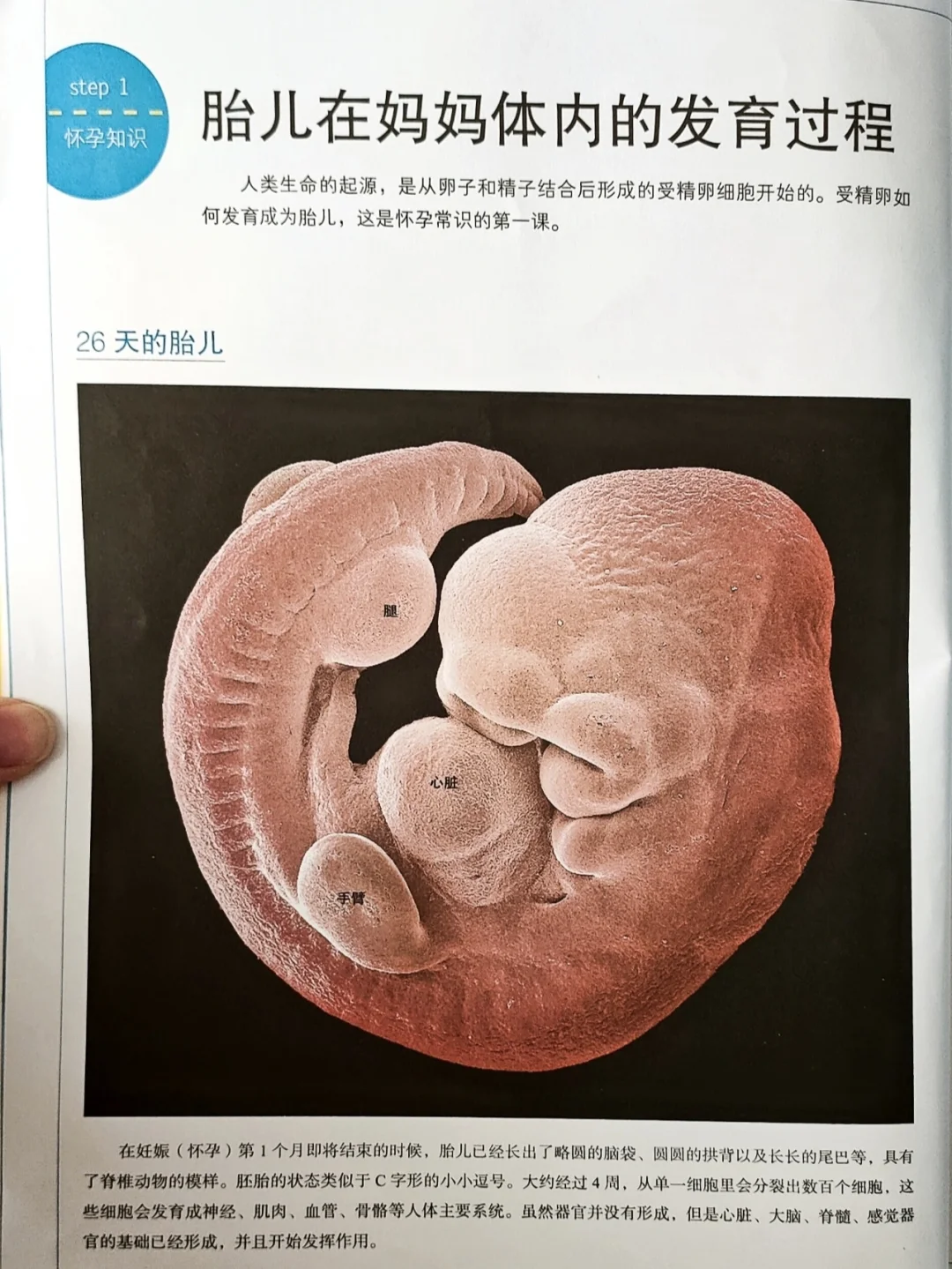 🔥怀孕40周胎儿发育过程，孕期育儿百科！