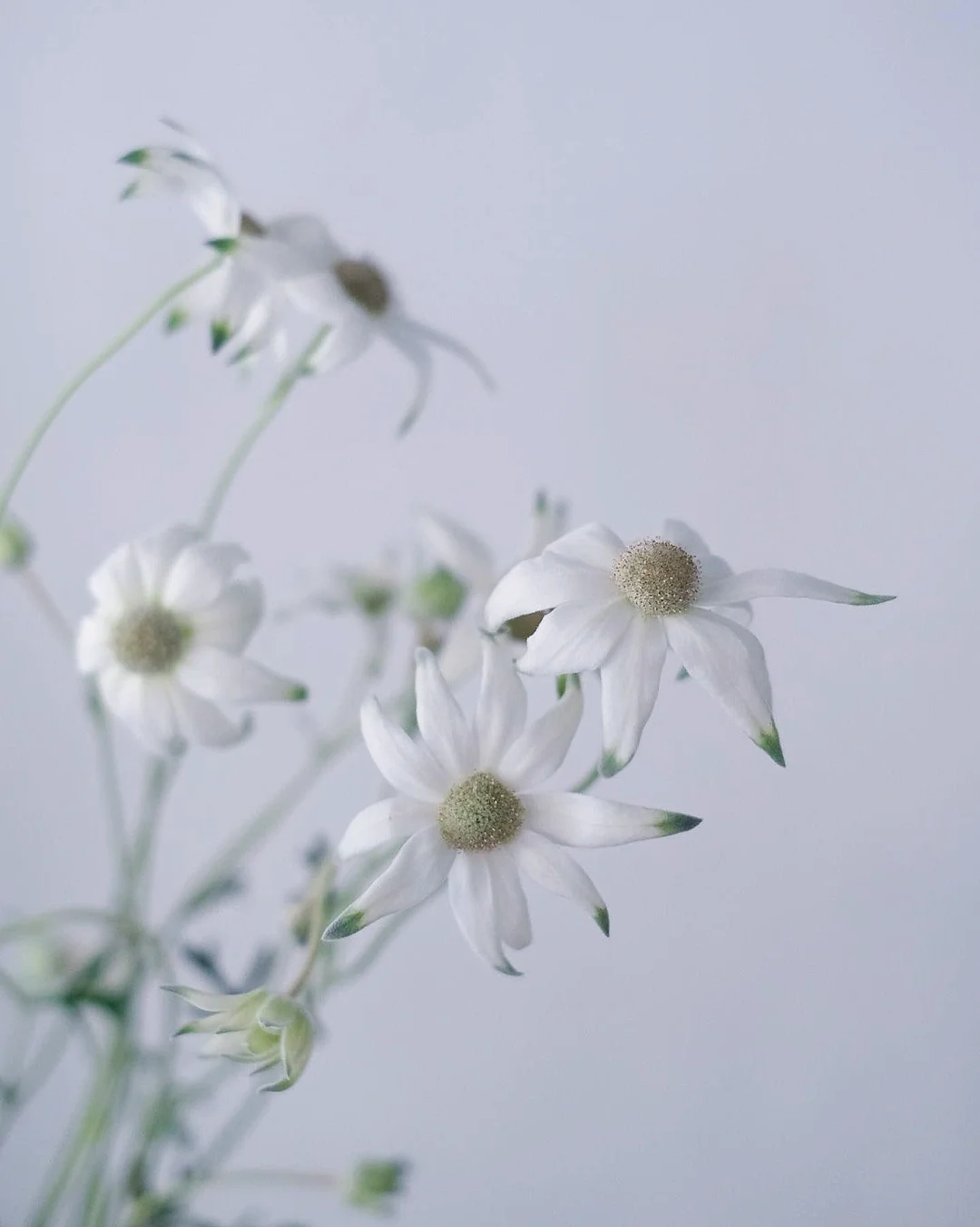 带你每天认识一种花材131 ｜雪绒花雪绒花～