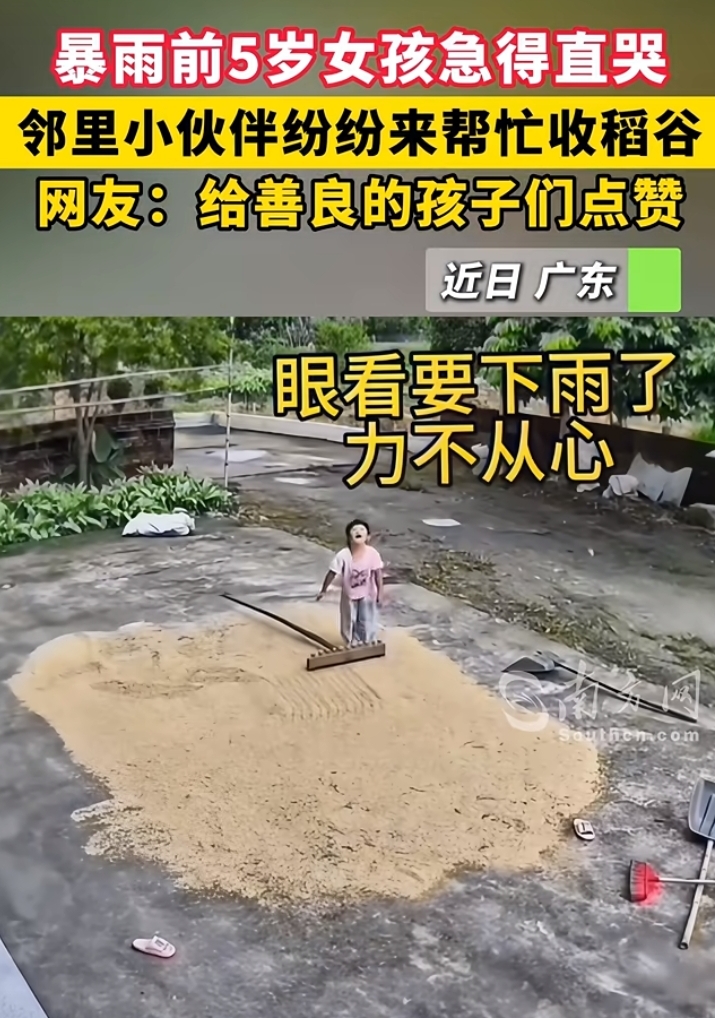 暴雨前5岁女孩哭着抢收稻谷，邻居小伙伴全来了！这一幕看哭多少人

刷到一条视频，眼泪直接掉下来了。

9月6日傍晚，南方某农村，眼看着暴雨就要来了，院坝里晒了一地的稻谷还没收。一个5岁的小女孩急得直哭，一个人蹲在地上拼命往袋子里扒拉稻谷。小小的身影，大大的院子，看得人心揪得慌。

哭声把邻居家的小伙