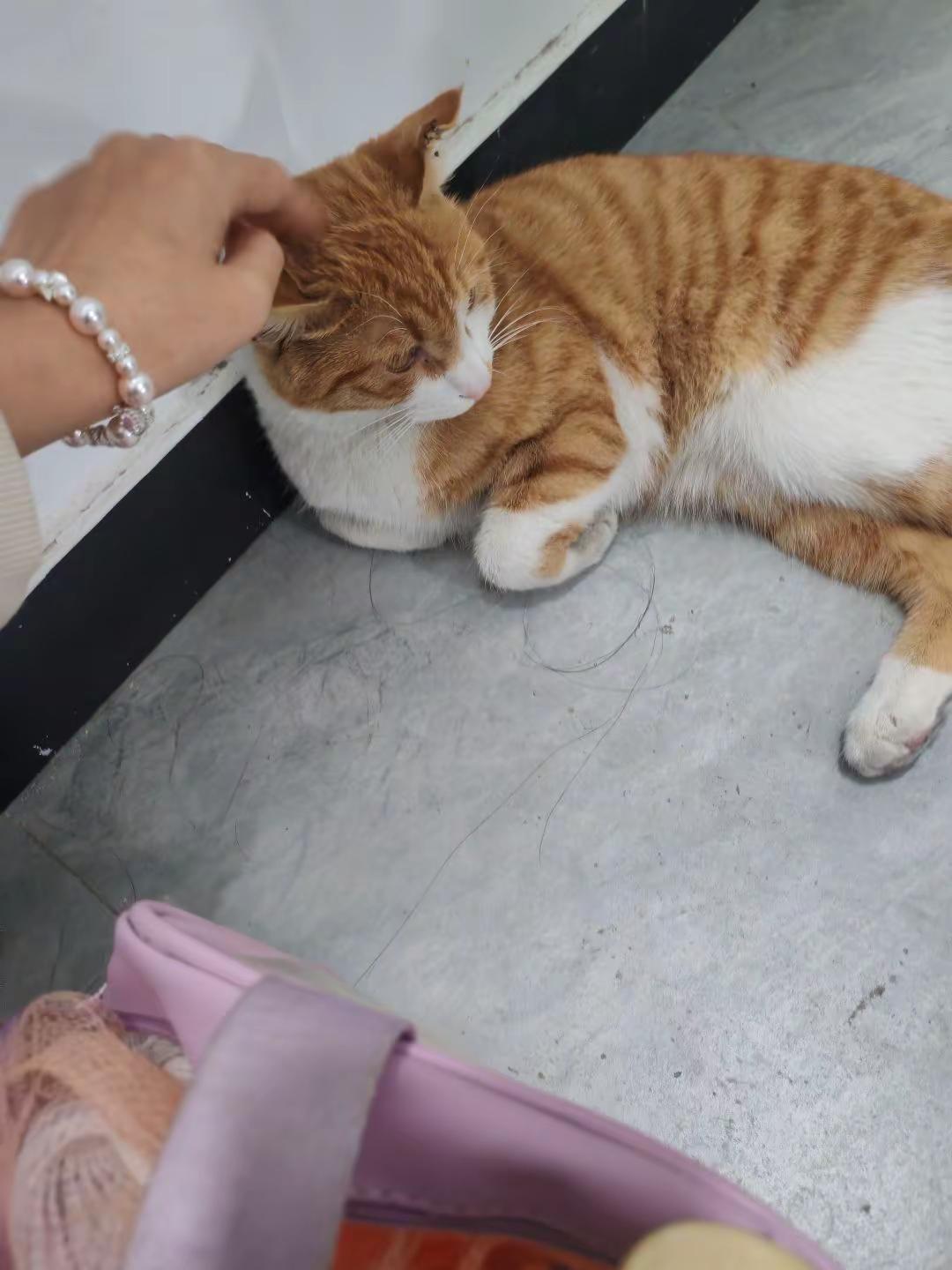 逮捕一只硬闯女生浴室的小咪