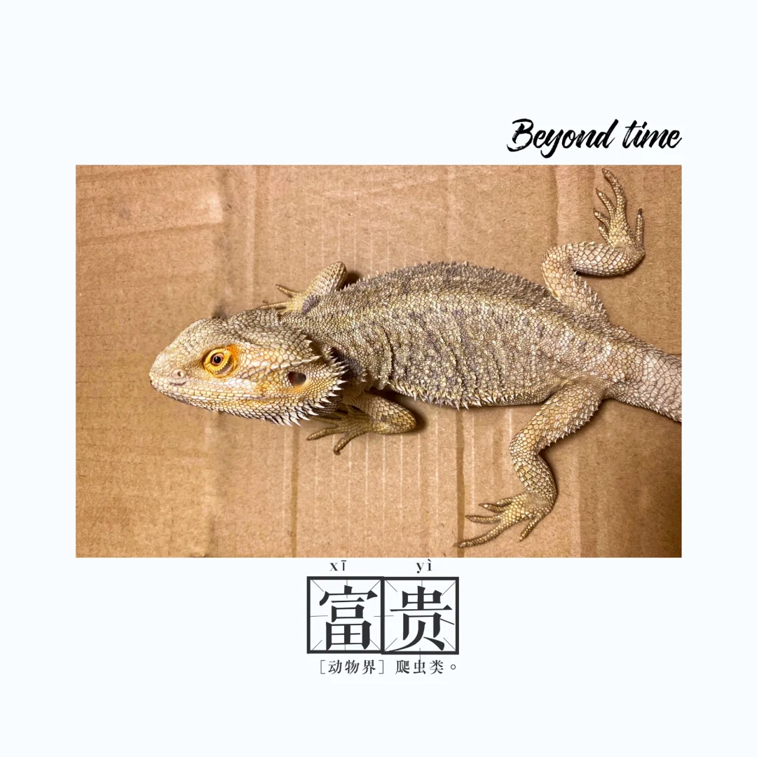 我们竟然捡了一只……