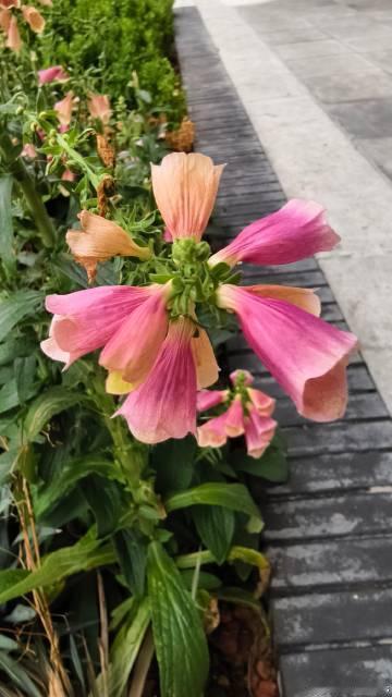 北京有花