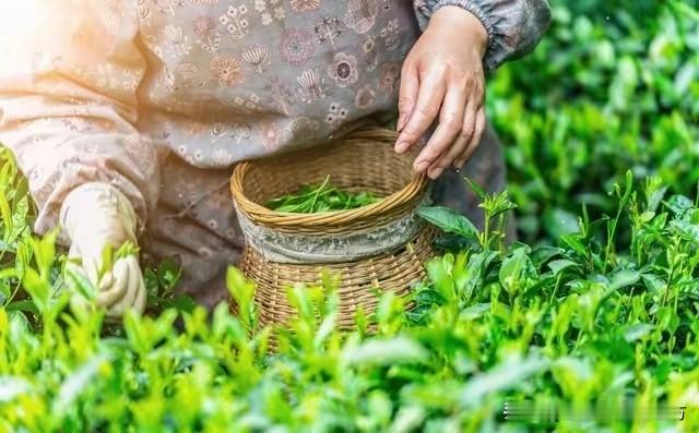会有怎样的聊天信号 当一个人对你有好感时，言语间往往会透露出特殊信号...