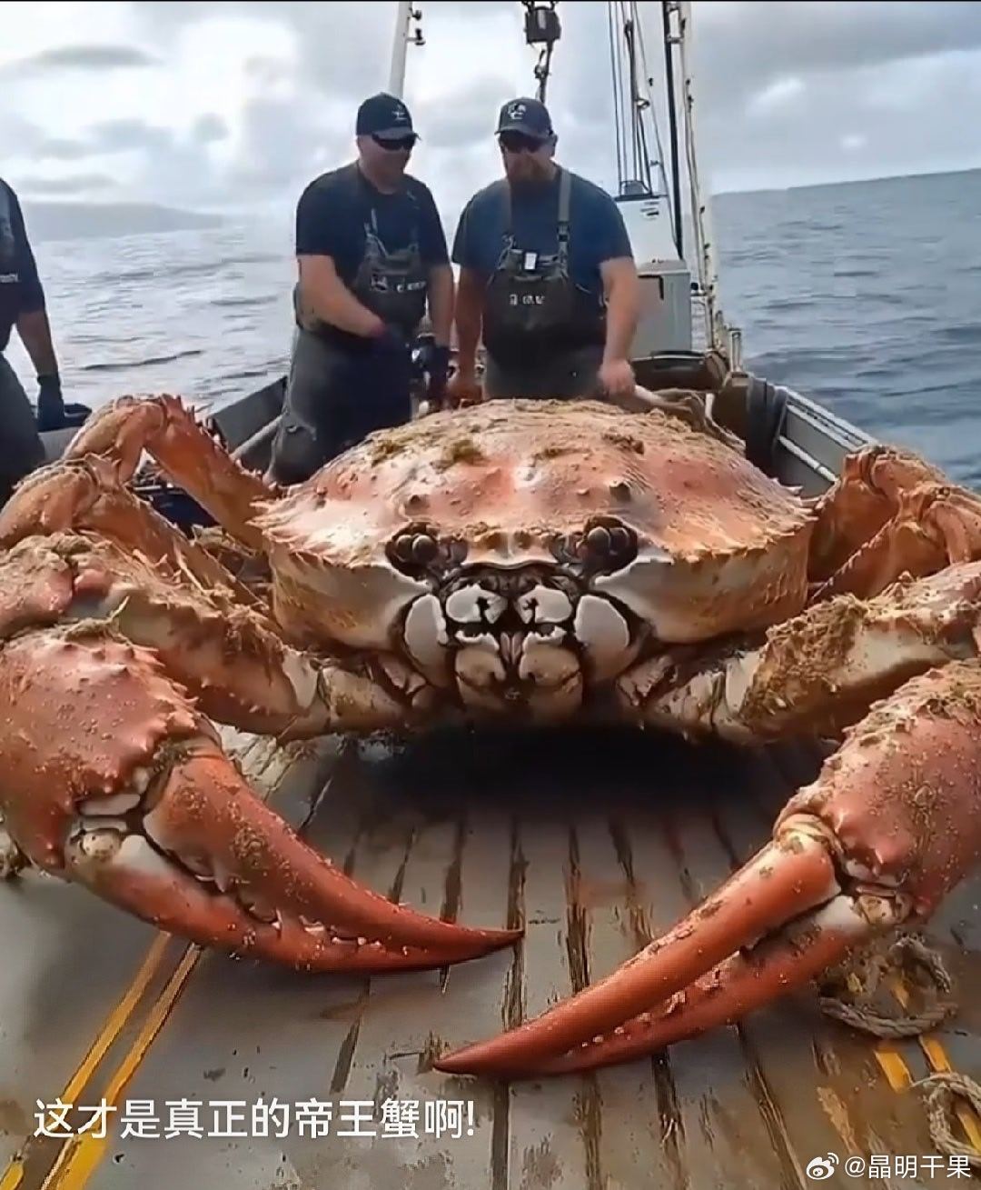 ‌皇帝蟹‌学名巨大拟滨蟹（Pseudocarcinus gigas），也叫澳洲皇帝蟹、奇重伪背蟹，是现存体重最重的蟹类，主要分布在澳大利亚西部和南部海域。‌‌

百度百科

🦀 基本特征
‌体型‌：甲壳坚硬呈红白色扇形，螯足粗壮、钳指黑色；普通个体能长到十几斤，最大可达70多斤，甲宽能到60厘米。
‌生长‌ ​