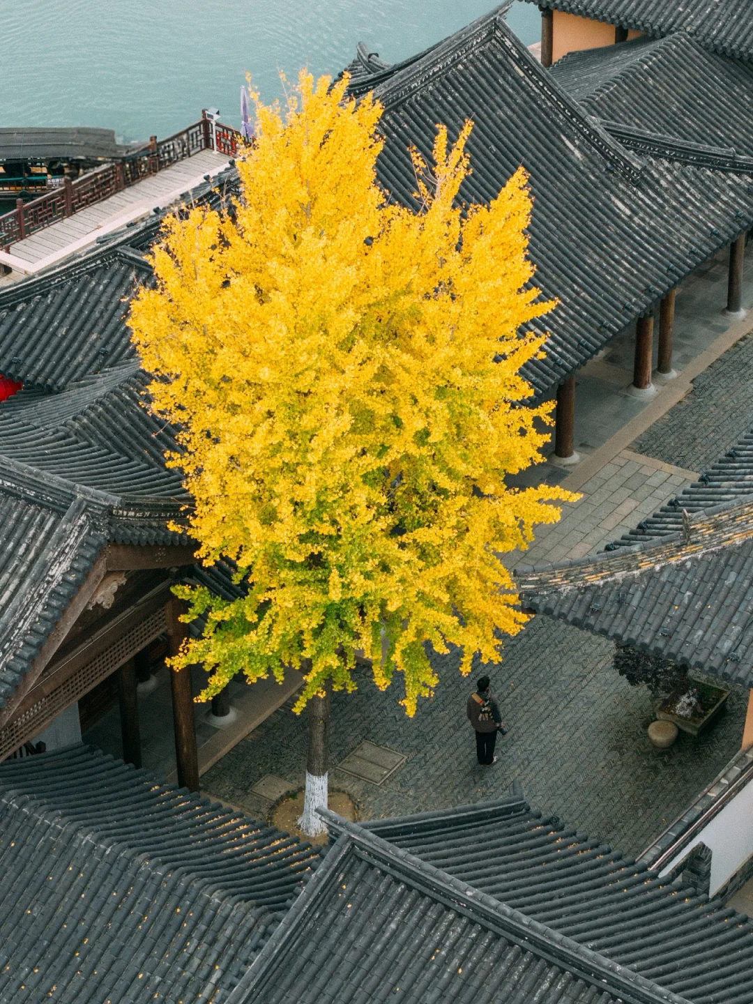 上海周边 99%的人不知道的小众古寺银杏