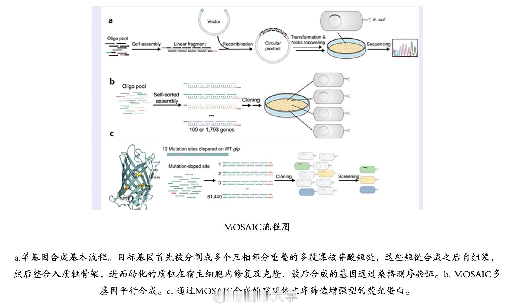 【清华团队合作研发下一代高通量基因从头合成技术】

合成生物学是未来发展的重点领域之一，其底层技术是基因和基因组的合成。在这方面，我国虽然取得了一系列长足的进步，但原始创新能力有待进一步提升。在关键的寡核苷酸到基因和基因组的组装过程中，仍存在长期依赖经典的DNA聚合酶延伸反应的现象。
 ​