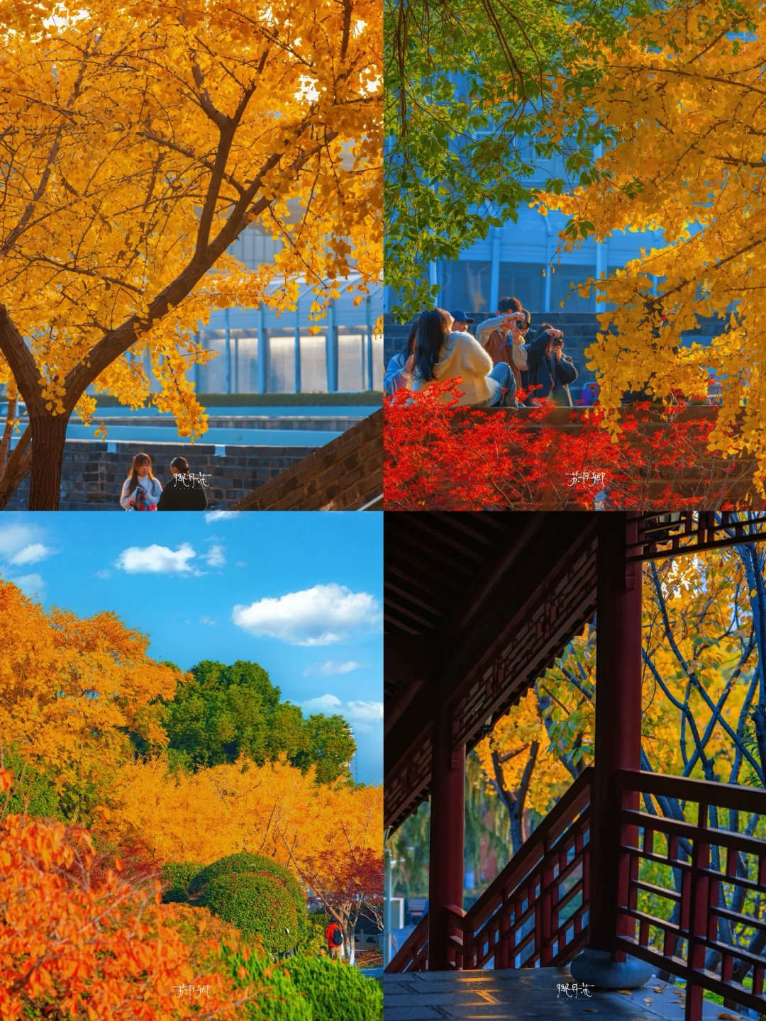 武汉的秋天‼️真的太美了｜11月30日实拍