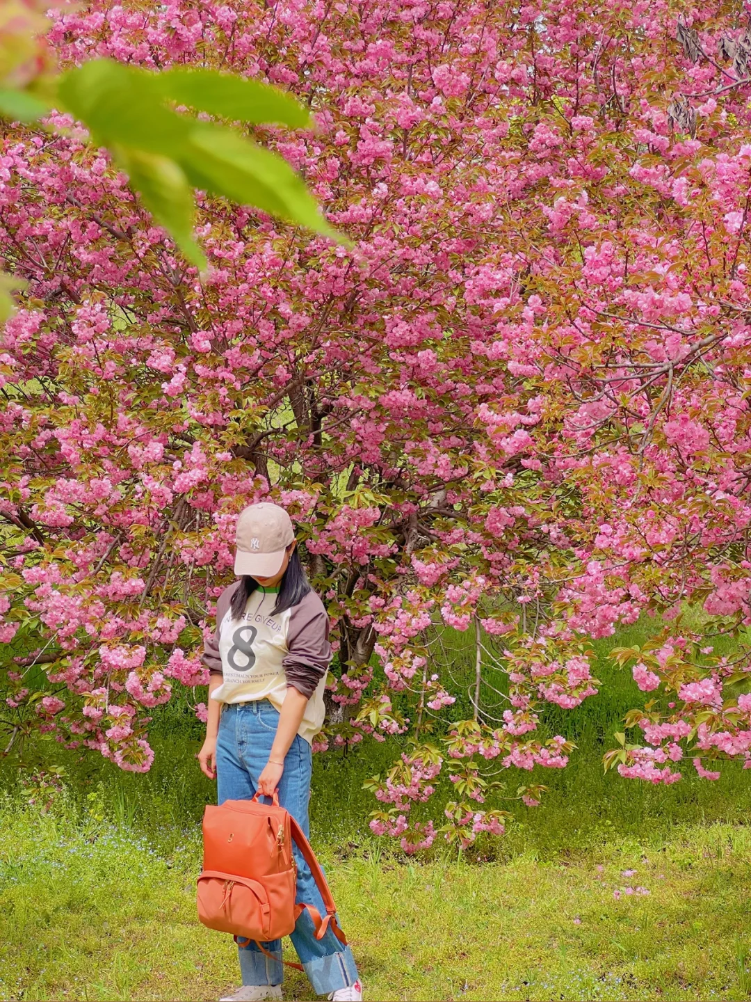 又发现西安❗️一半樱花灿烂一半绿野仙踪 🌸