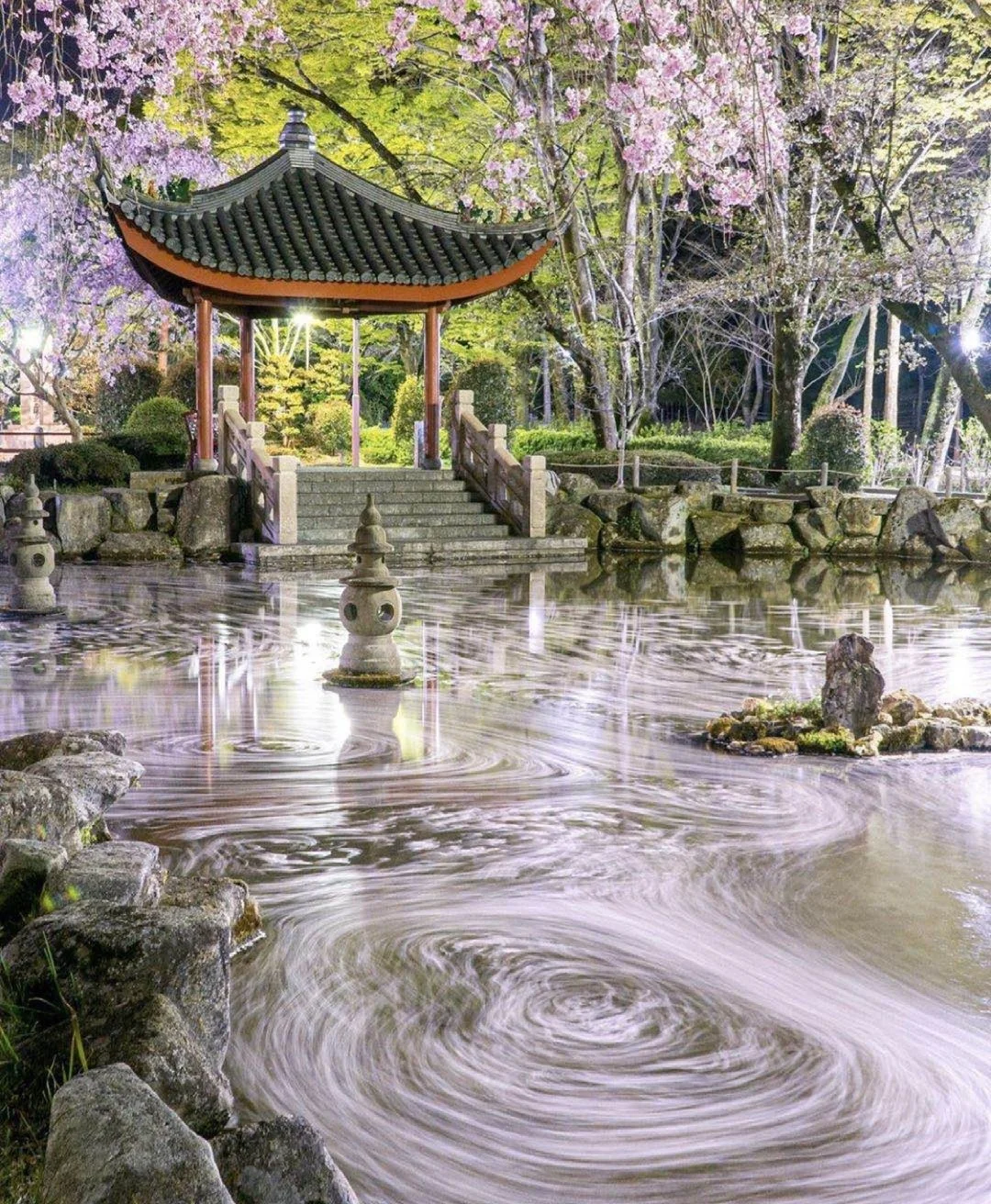 日本岐阜县丨“西湖”与夜樱 绝美搭配