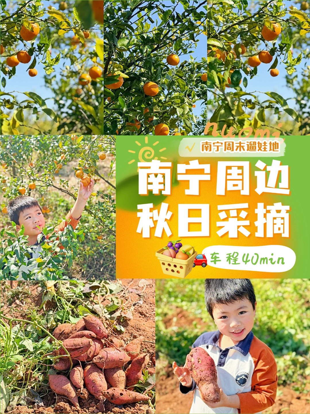 南宁遛娃收藏！10r💰🟰橘子➕红薯采摘自由