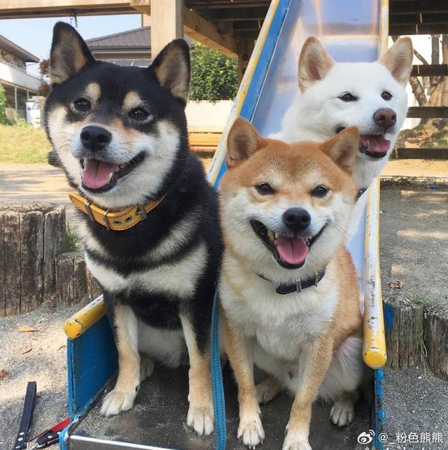 実は聞きたいのは、その服の色についてなのですが、柴犬の毛色に合わせてあるのか、それともiPhone17proの色に合わせてあるのか、ということです（単なる好奇心）
なかなかかわいいね～[并不简单] ​