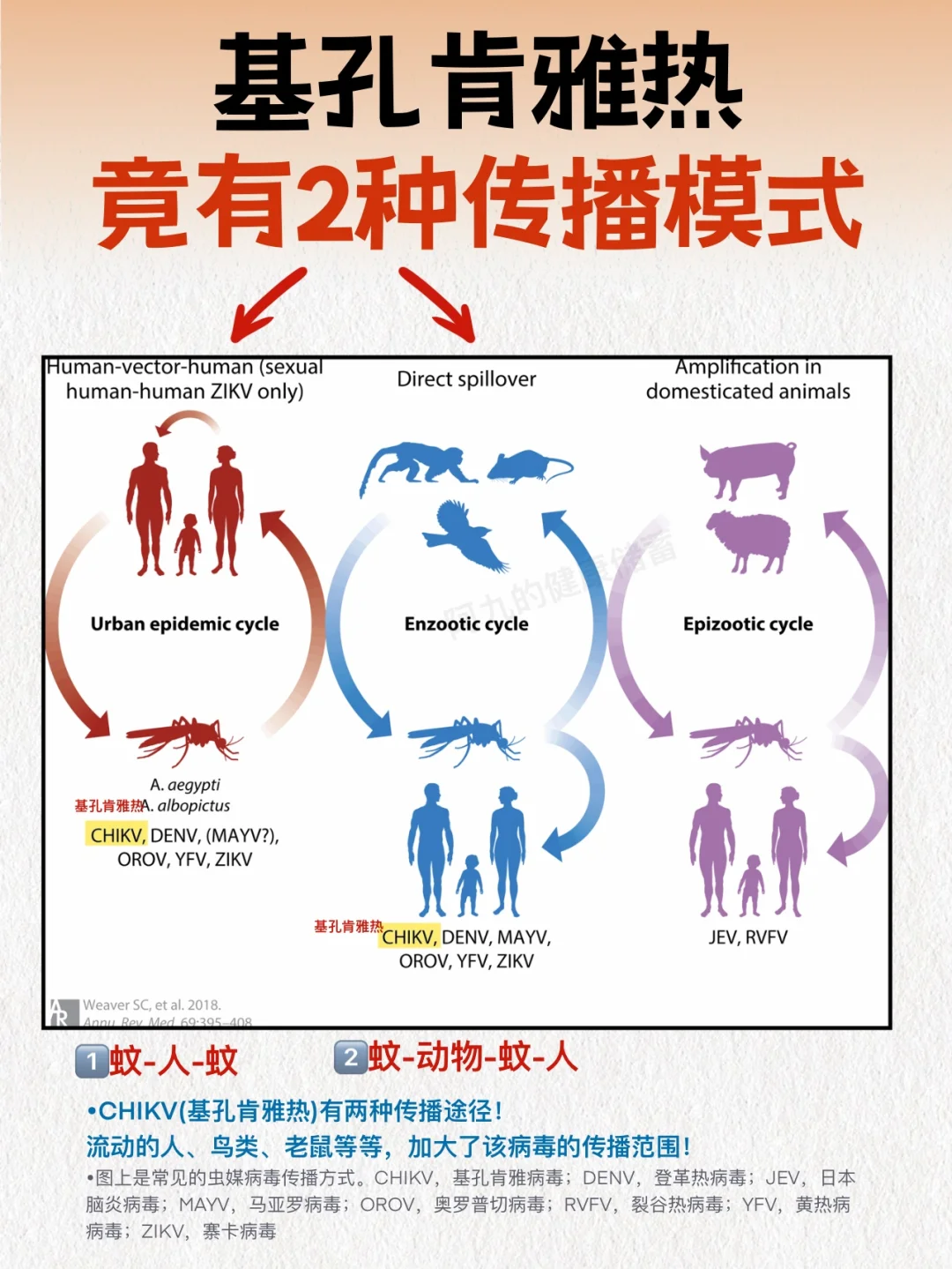 基孔肯雅热比想象中传播更快！附4种预防办法