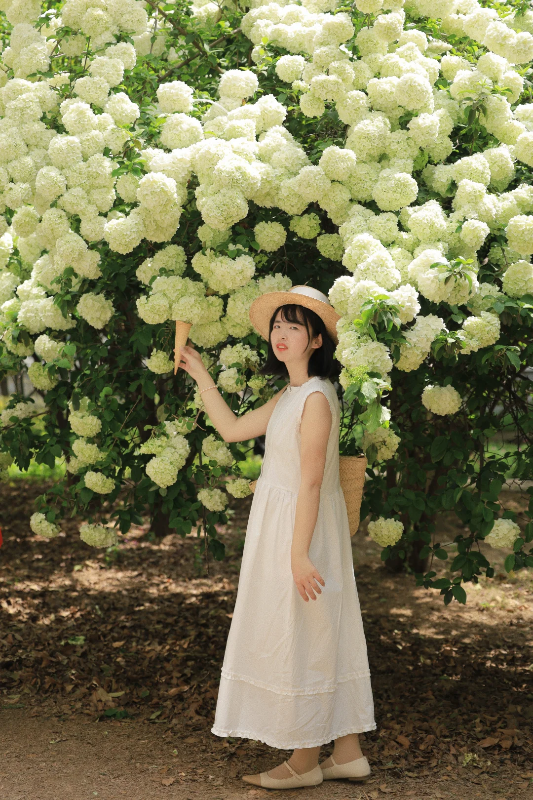 武汉顶流❗️藏在校园的木绣球花瀑即将刷屏