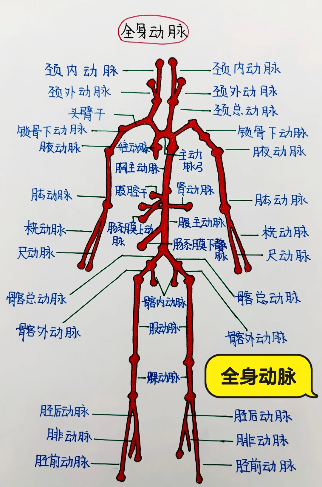 今日学习打卡——全身动静脉图