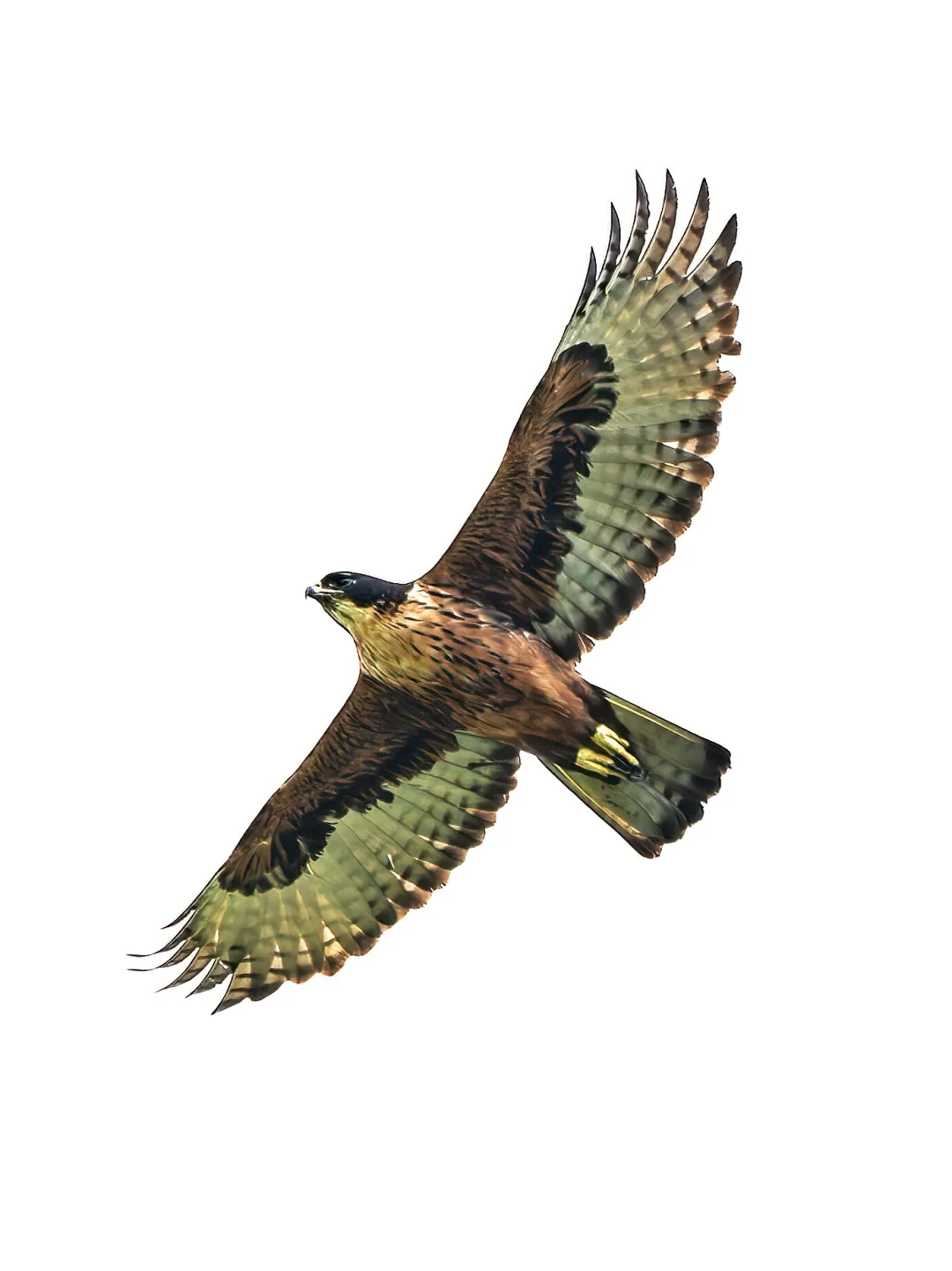 发现一只棕腹隼雕！