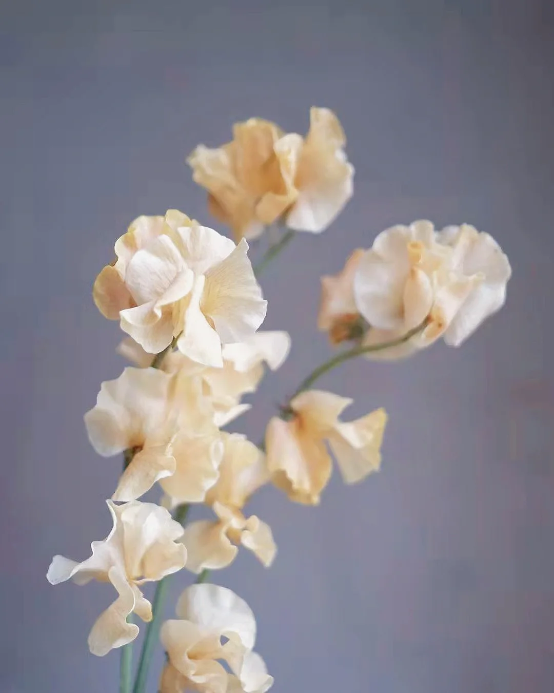 带你每天认识一种鲜花40｜豌豆花