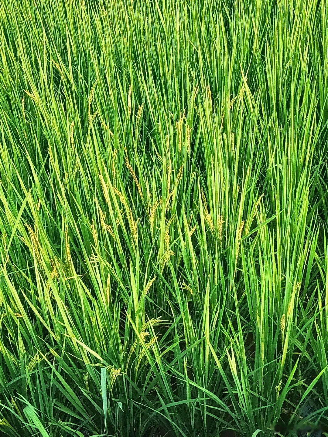一个月后就能收割稻谷了。

人间九月，一半是田野丰收的温柔，一半是科技迭代的热烈。
 
风已经吹熟了稻田，再过一个月，就是满地金黄、颗粒归仓。四季耕耘终有收获，春日播种，秋日满载，是大自然最踏实、最治愈的馈赠。

#小米18系列发布会#万物皆有回甘，所有坚持终有圆满。 ​