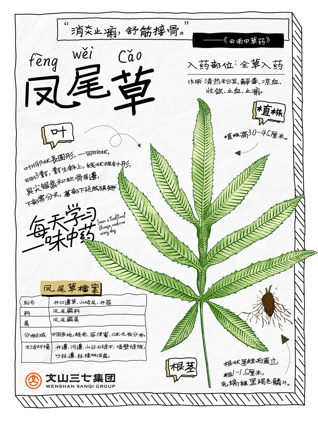👉🏻每天学习一味中药｜凤尾草