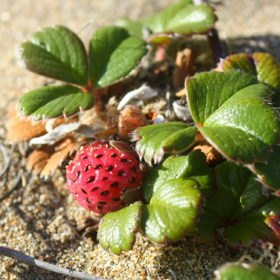 智利海滩草莓Fragaria chiloensis
