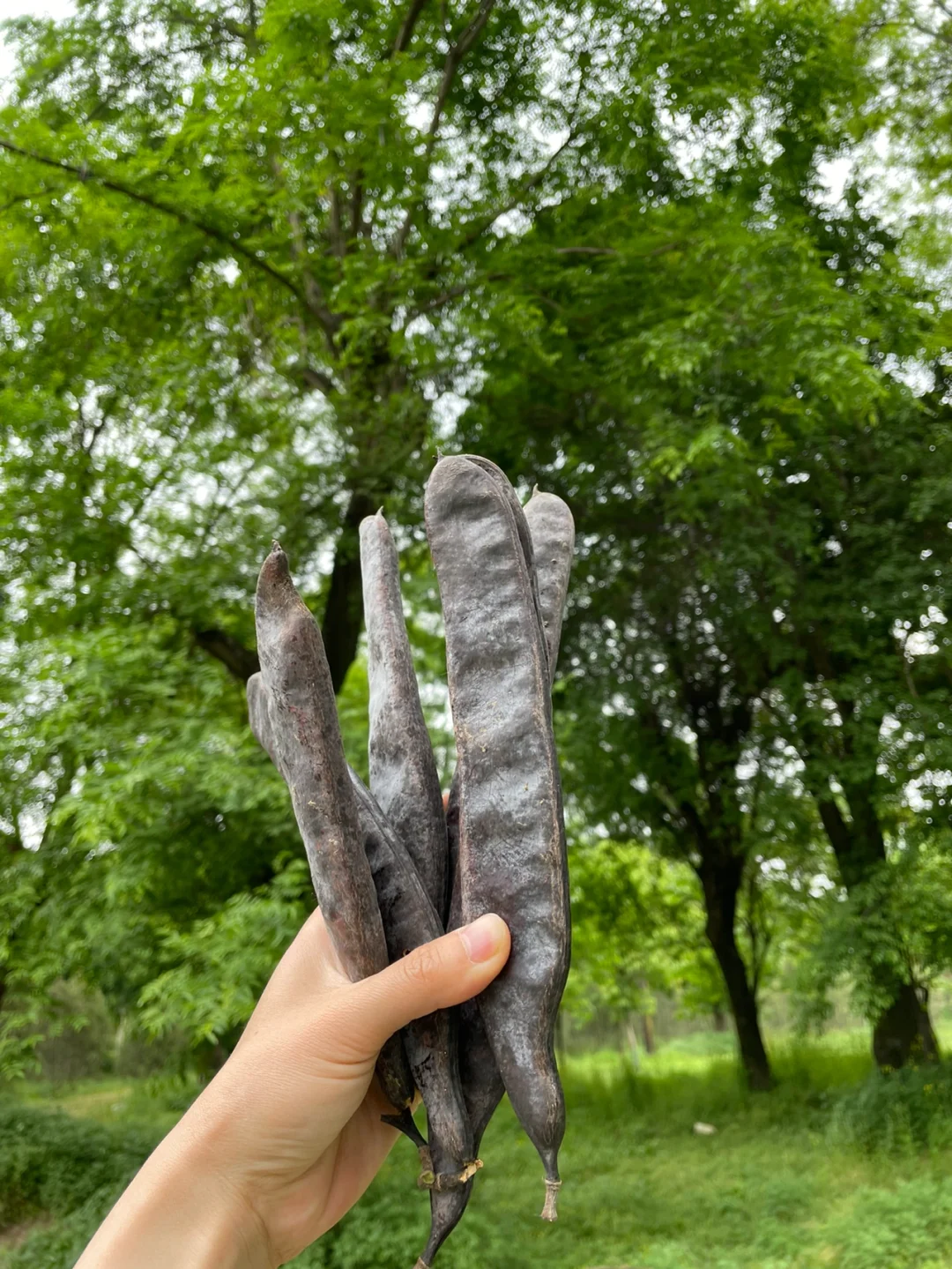 五一假期西安人哪也去不了