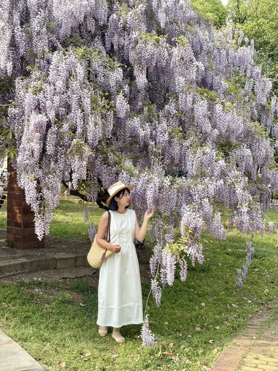 武汉紫藤花瀑天花板❗️即将盛开！巨梦幻