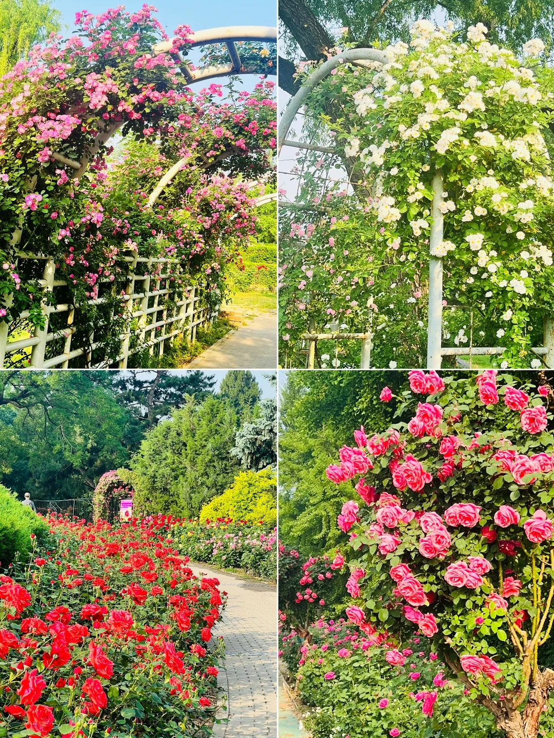 5.13国家植物园🌸月季已开成【唐顿庄园】