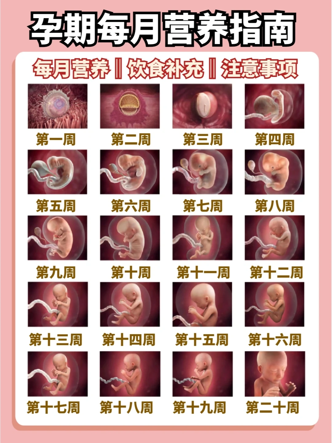 🔥怀孕1-10月营养补充指南！孕期注意事项