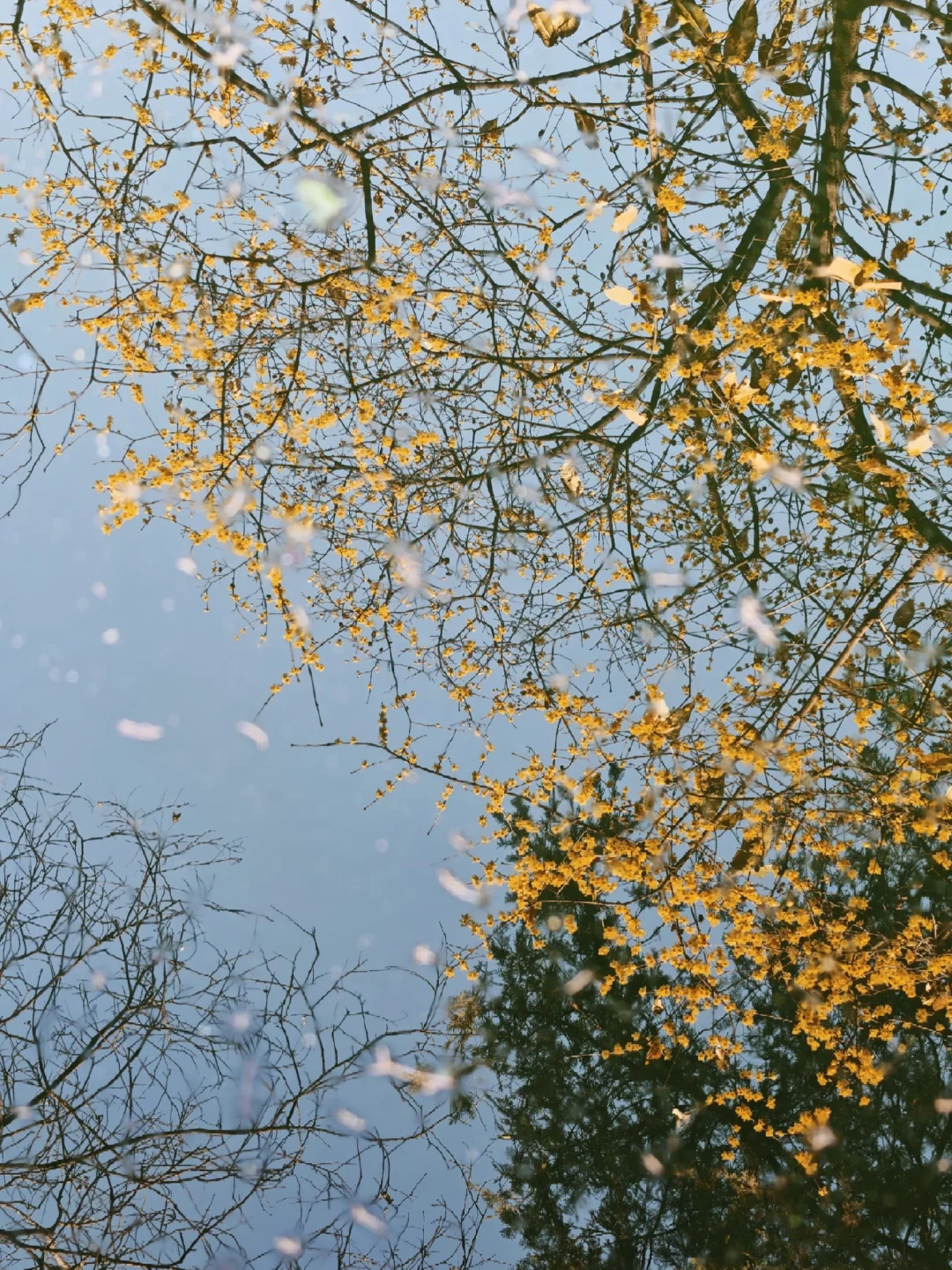 大兴善寺的腊梅实况，还是水里倒影最好看…