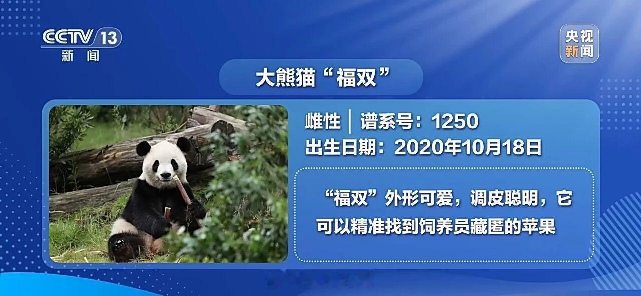 平平和福双的专机，已经落地美国亚特兰大了。
这熊都还没落地，亚特兰大动物园已经迫不及待开始卖周边了。
估计义乌早就接到订单了吧，真是民间版的“朝阳群众情报站”~ ​