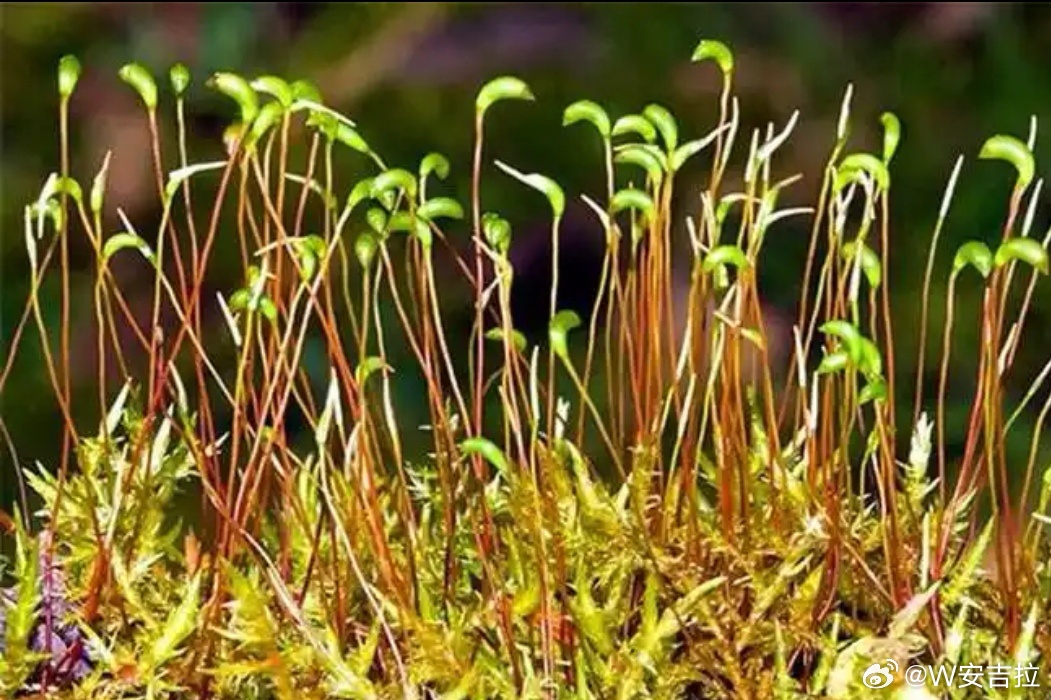 #生物圈[超话]# 
《身边的生物学》5193
[微笑]《苔藓植物门小结》
      苔藓植物是一类生活史中以配子体占优势的小型多细胞绿色植物。它的配子体能独立生活，而孢子体不能独立生活，只能寄生在配子体上，这是苔藓植物与其他高等植物明显不同的特征之一。苔藓植物分布极广，全球都有它的足迹，从热带到 ​